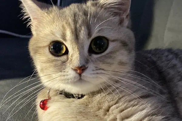 İçerenköy Veteriner Polikliniği - Resim 3