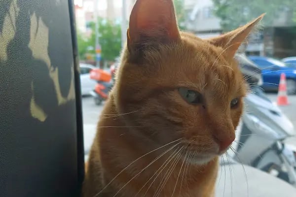 İçerenköy Veteriner Polikliniği - Resim 10