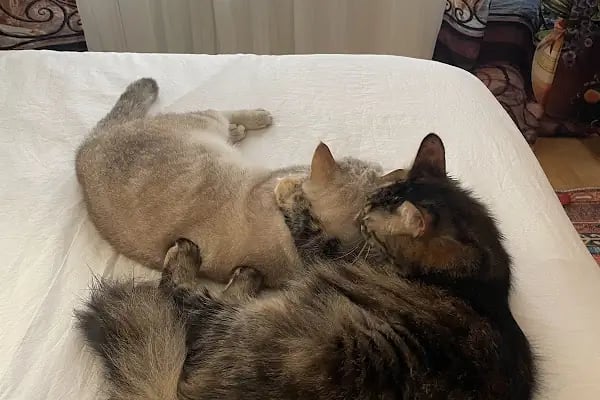İçerenköy Veteriner Polikliniği - Resim 14