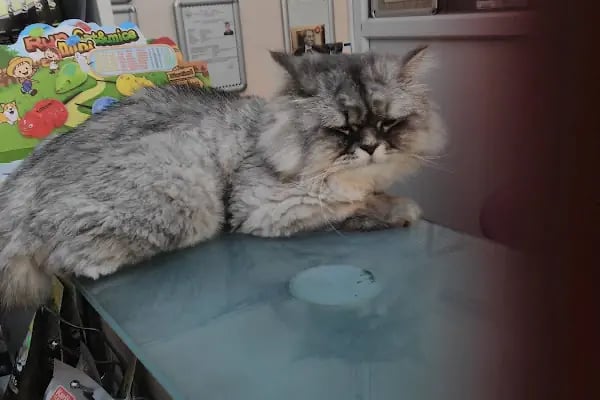 İçerenköy Veteriner Polikliniği - Resim 2