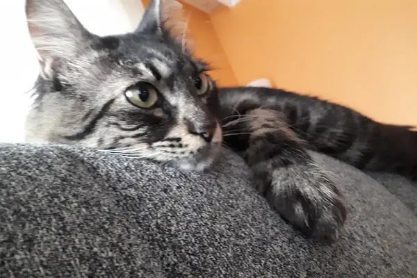 İçerenköy Veteriner Polikliniği - Resim 18