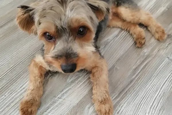 İçerenköy Veteriner Polikliniği - Resim 20