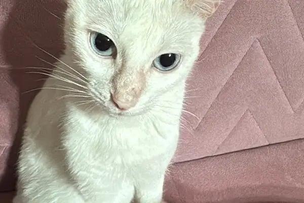 İçerenköy Veteriner Polikliniği - Resim 17