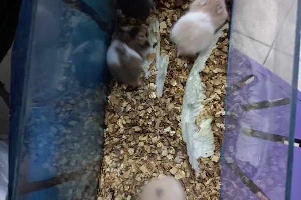 Çakır Petshop - Resim 4