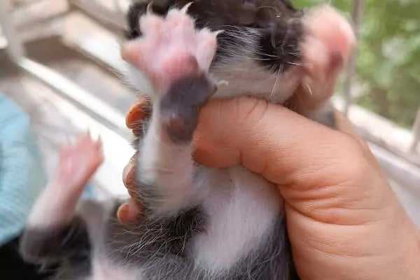 Çakır Petshop - Resim 5
