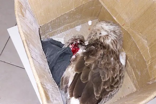 İstanbul Üniversitesi-Cerrahpaşa, Veteriner Fakültesi, Araştırma ve Uygulama Hayvan Hastanesi - Resim 18