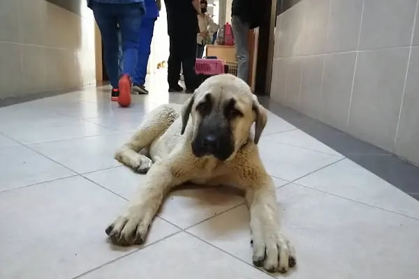 İstanbul Üniversitesi-Cerrahpaşa, Veteriner Fakültesi, Araştırma ve Uygulama Hayvan Hastanesi - Resim 19