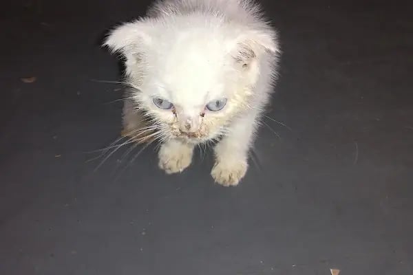 Güven Veteriner Kliniği - Resim 4