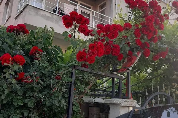 Akşehir Belediye Parkı - Resim 2