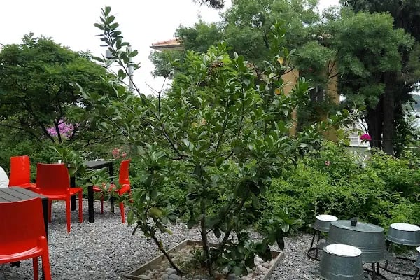 Bahçede Sinek Kafe - Resim 14