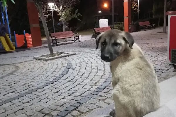 Ankara Parkı - Resim 13