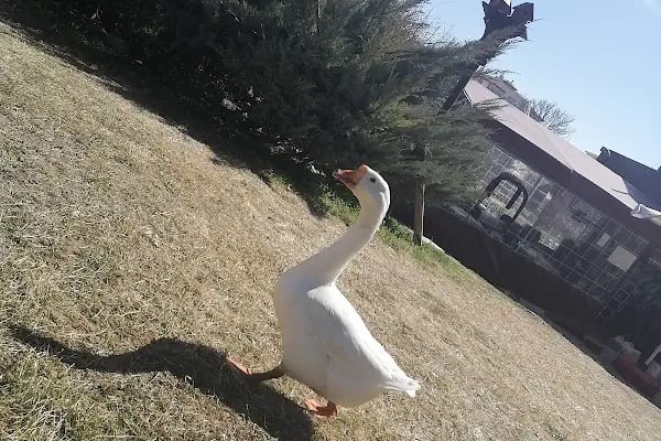 Ankara Parkı - Resim 14
