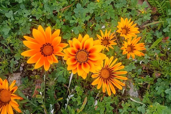 İzmir Büyükşehir Belediyesi İnciraltı Kent Ormanı - Resim 9