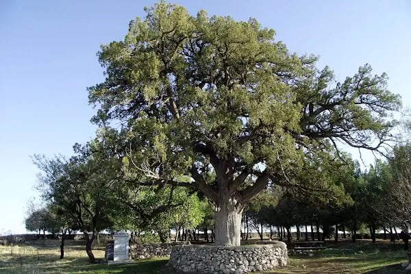 Hacım Sultan Türbesi - Resim 8