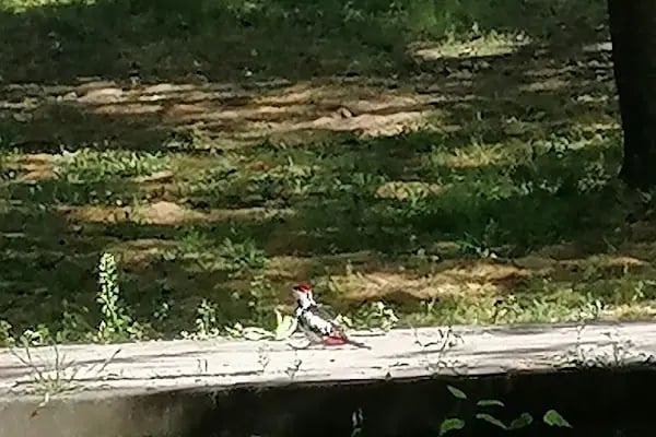 Gençlik Ve Aile Parkı - Resim 6
