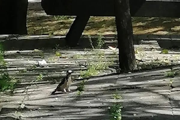 Gençlik Ve Aile Parkı - Resim 5