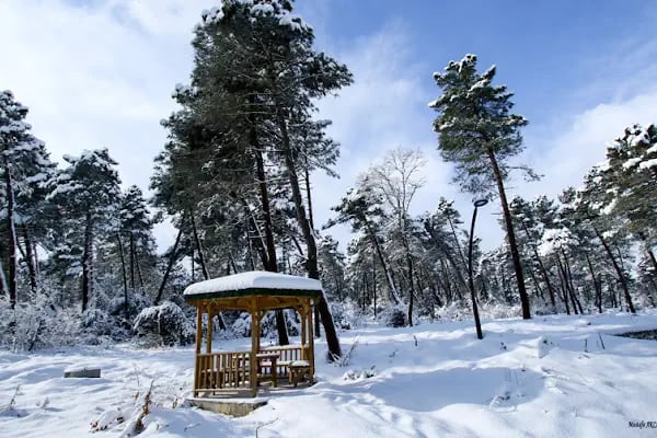 Sarıgazel Tabiat Parkı - Resim 14