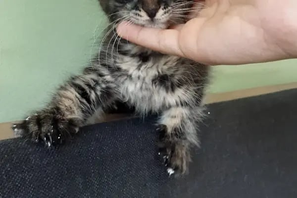 Vet-Ce Veteriner Kliniği - Resim 19