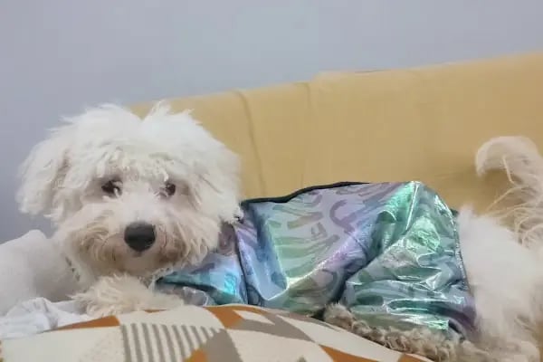 Vet-Ce Veteriner Kliniği - Resim 13