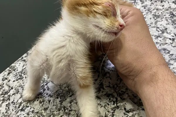 Vet-Ce Veteriner Kliniği - Resim 6