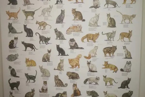 Vet-Ce Veteriner Kliniği - Resim 9