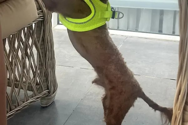 Vet-Ce Veteriner Kliniği - Resim 16