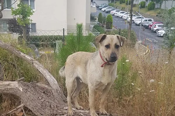Vet-Ce Veteriner Kliniği - Resim 12