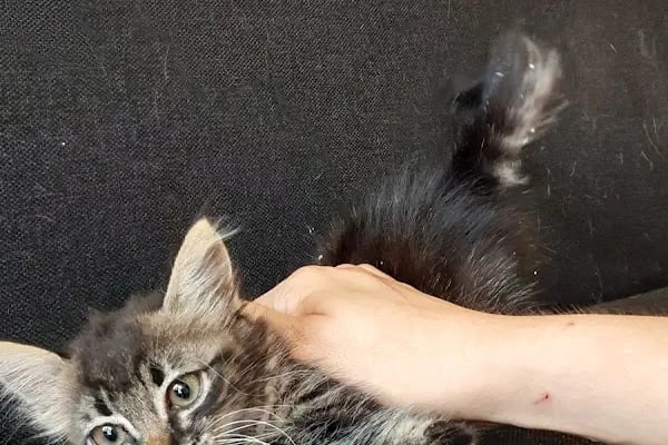 Vet-Ce Veteriner Kliniği - Resim 10