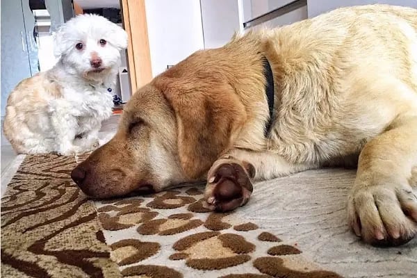 Vet-Ce Veteriner Kliniği - Resim 4