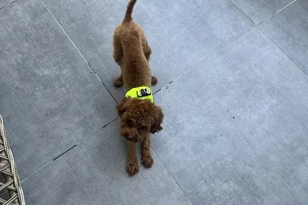 Vet-Ce Veteriner Kliniği - Resim 17