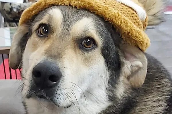 Vet-Ce Veteriner Kliniği - Resim 5