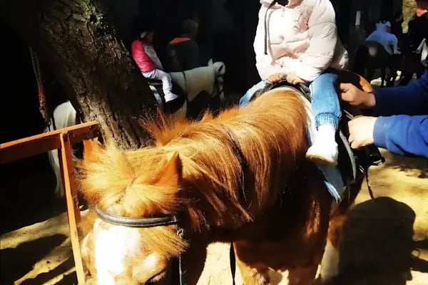 Sipahi Ocağı Binicilik Kulübü - Resim 2