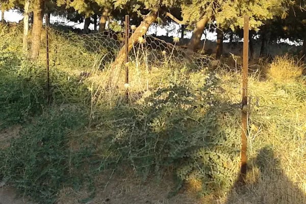 Zincirli Köyü Muhtarlığı - Resim 9