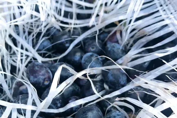 İslamhaneleri Zeytin Sıkma Fabrikası - Resim 18
