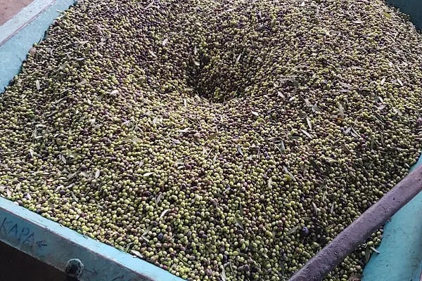 İslamhaneleri Zeytin Sıkma Fabrikası - Resim 11