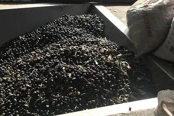 İslamhaneleri Zeytin Sıkma Fabrikası - Resim 8