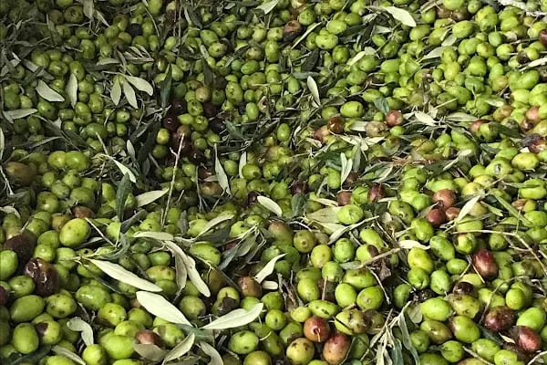 İslamhaneleri Zeytin Sıkma Fabrikası - Resim 9