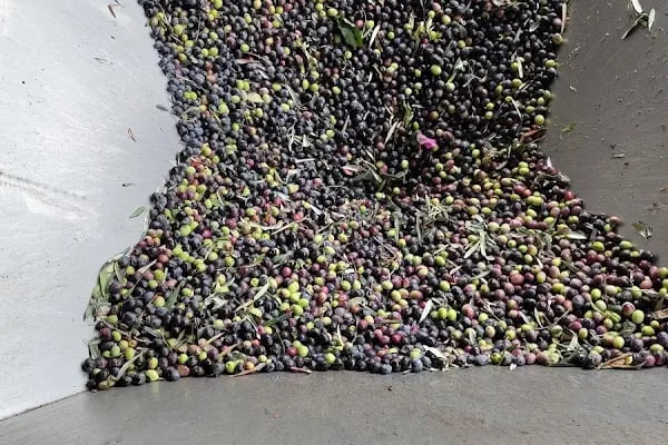 İslamhaneleri Zeytin Sıkma Fabrikası - Resim 10