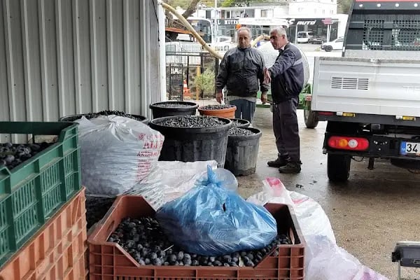 İslamhaneleri Zeytin Sıkma Fabrikası - Resim 13