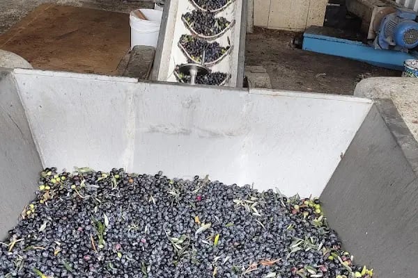 İslamhaneleri Zeytin Sıkma Fabrikası - Resim 16