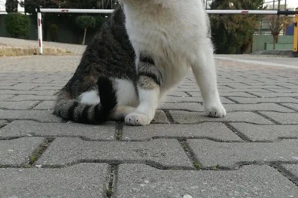 Sakarya Üniversitesi Mühendislik Fakültesi M7 Binası - Makine Mühendisliği Bölümü - Metalurji Ve Malzeme Mühendisliği Bölümü - Resim 2