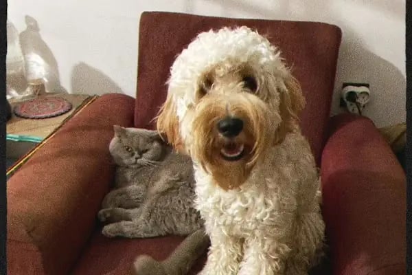 Vet Good Veteriner Kliniği - Resim 4