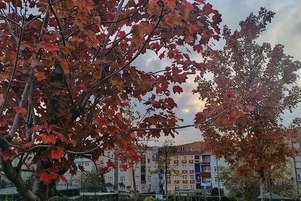 ŞEHİT ŞERİFE BACI BÖLGE PARKI - Resim 20