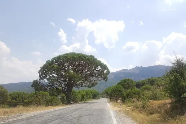 Bozdoğan Doğa Koruma Alanı - Resim 12