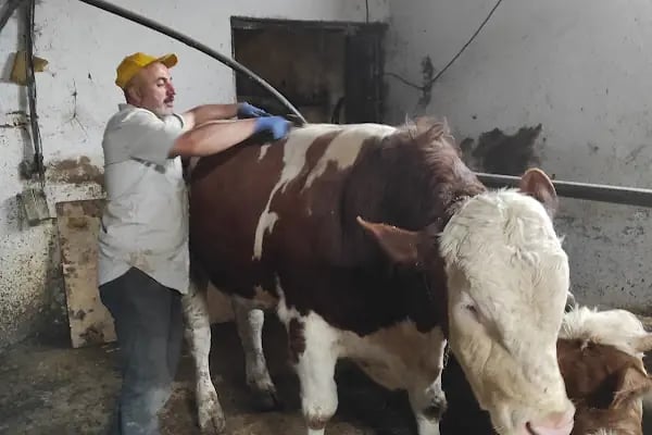 HACI SEYFETTİN BORA BESİ ÇİFTLİĞİ - Resim 20