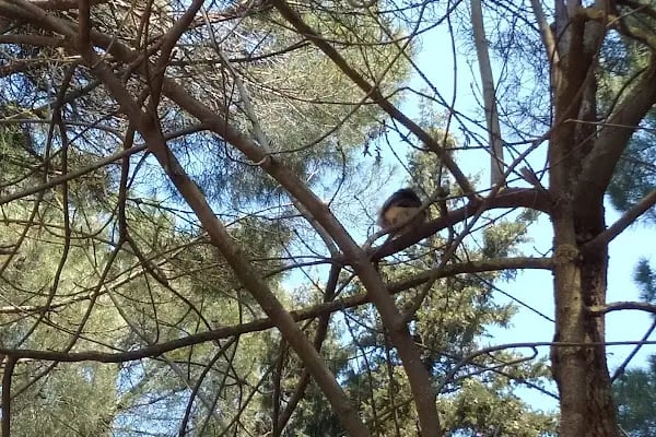 Değirmen Boğazı Mesire Alanı Çocuk Parkı - Resim 11