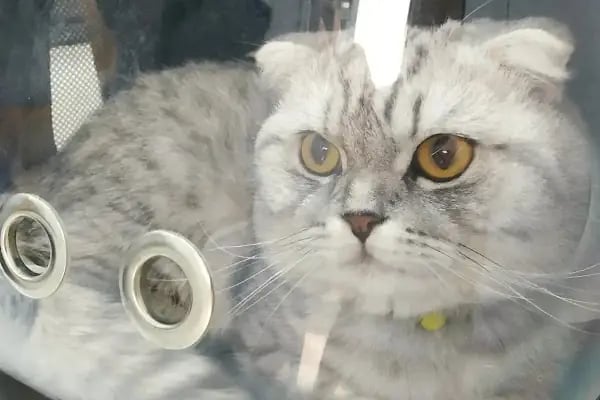 Edremit Afacan Veteriner Kliniği - Resim 14