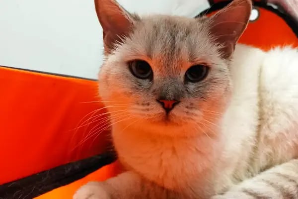 Edremit Afacan Veteriner Kliniği - Resim 11