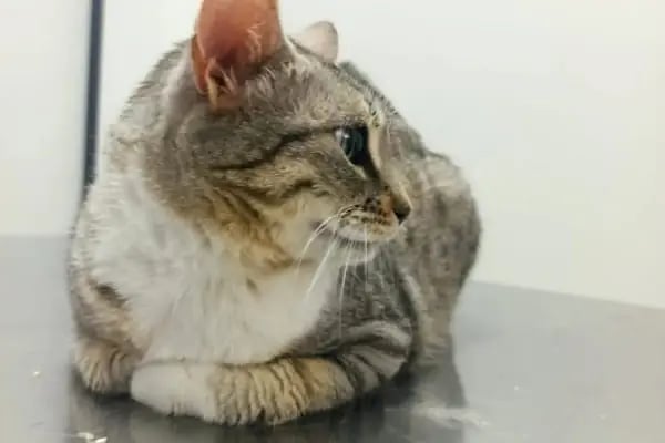 Edremit Afacan Veteriner Kliniği - Resim 13
