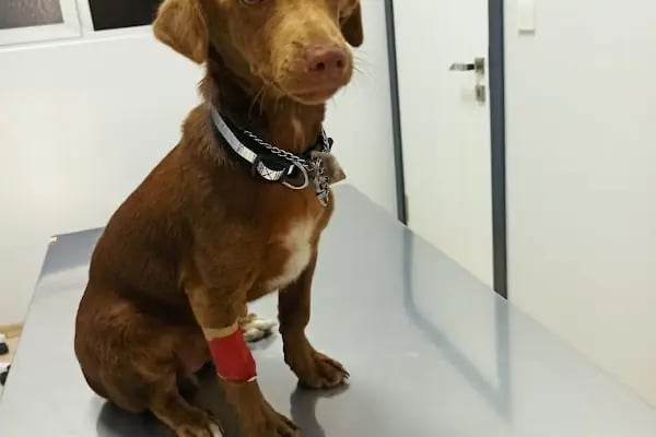 Edremit Afacan Veteriner Kliniği - Resim 8